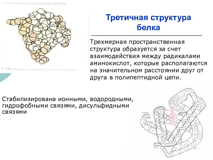 Третичная структура белка Стабилизирована ионными, водородными, гидрофобными связями, дисульфидными связями