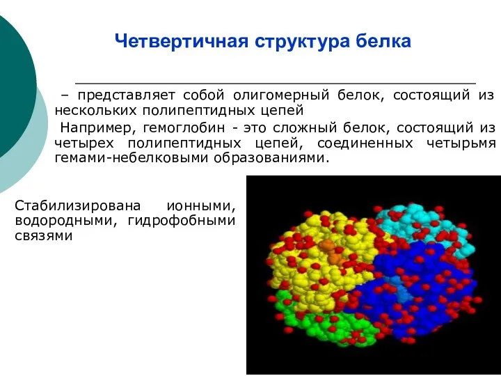 Четвертичная структура белка – представляет собой олигомерный белок, состоящий из