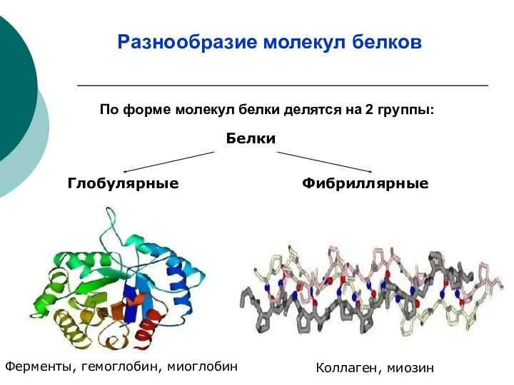 По форме молекул белки делятся на 2 группы: Фибриллярные Ферменты,