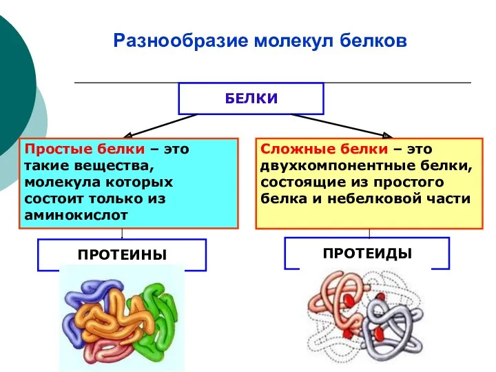 Разнообразие молекул белков