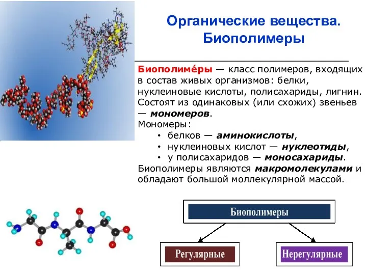 Органические вещества. Биополимеры Биополиме́ры — класс полимеров, входящих в состав