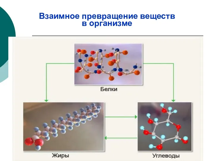 Взаимное превращение веществ в организме