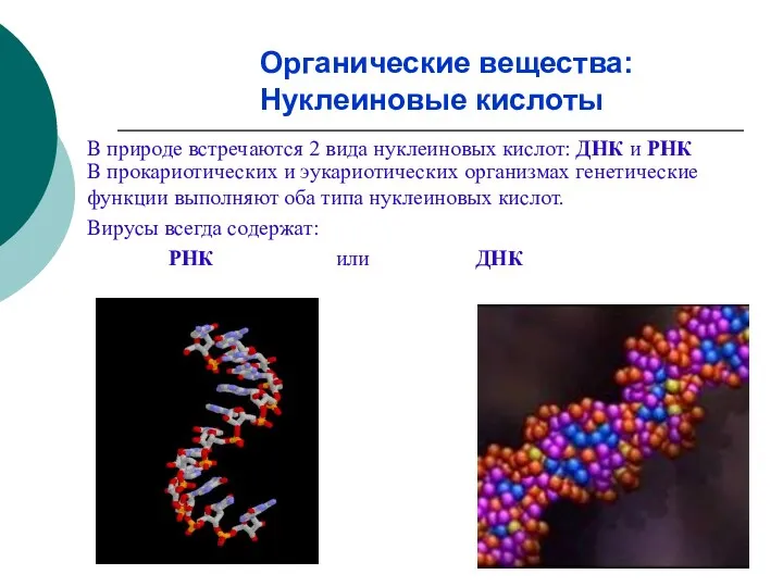 В природе встречаются 2 вида нуклеиновых кислот: ДНК и РНК