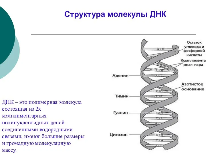 ДНК – это полимерная молекула состоящая из 2х комплиментарных полинуклеотидных