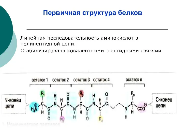 Первичная структура белков Линейная последовательность аминокислот в полипептидной цепи. Стабилизирована ковалентными пептидными связями