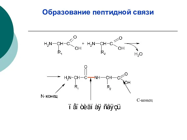 Образование пептидной связи С-конец