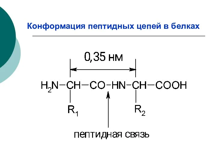 Конформация пептидных цепей в белках
