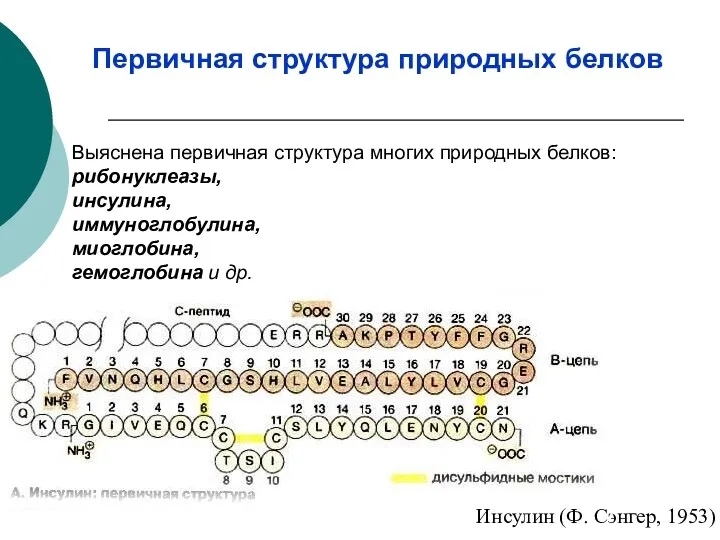 Выяснена первичная структура многих природных белков: рибонуклеазы, инсулина, иммуноглобулина, миоглобина,