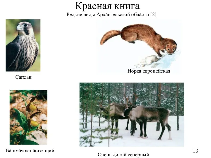 Красная книга Сапсан Башмачок настоящий Норка европейская Олень дикий северный Редкие виды Архангельской области [2]