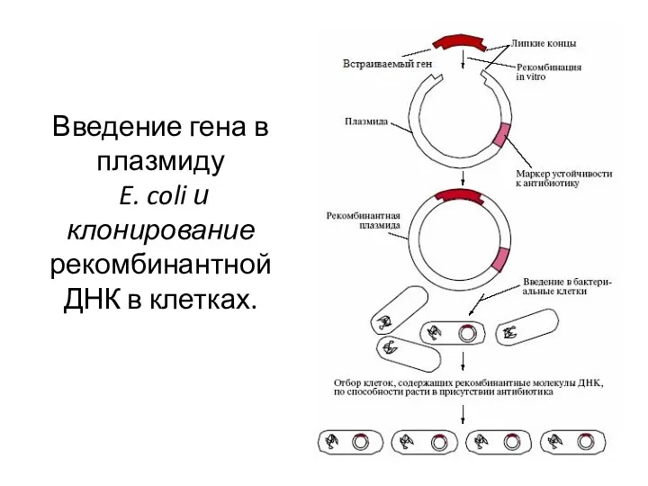 Введение гена в плазмиду E. coli и клонирование рекомбинантной ДНК в клетках.