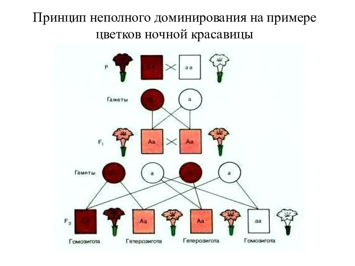 Принцип неполного доминирования на примере цветков ночной красавицы