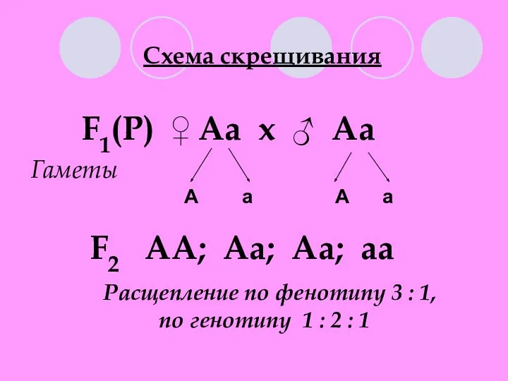 Схема скрещивания F1(Р) ♀ Аа х ♂ Аа Гаметы А