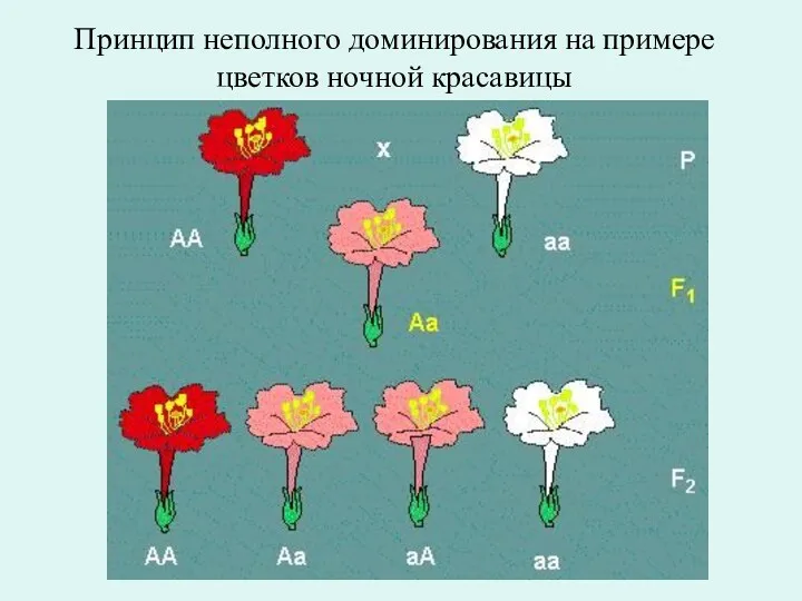Принцип неполного доминирования на примере цветков ночной красавицы