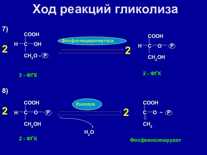 7) СOOH С H OH CH2O - P 3 -