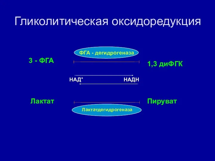 Гликолитическая оксидоредукция 3 - ФГА 1,3 диФГК Лактат Пируват Лактатдегидрогеназа ФГА - дегидрогеназа НАД+ НАДН