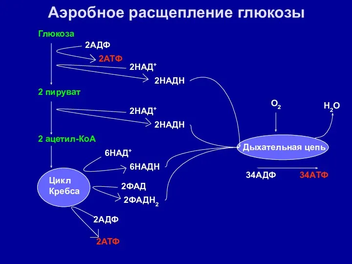 Аэробное расщепление глюкозы Глюкоза 2 пируват 2 ацетил-КоА Цикл Кребса