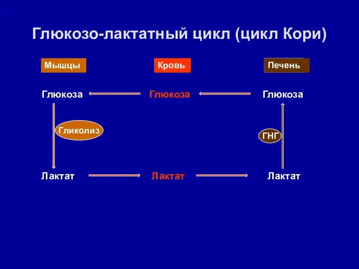 Глюкозо-лактатный цикл (цикл Кори) Мышцы Кровь Печень Глюкоза Глюкоза Глюкоза Лактат Лактат Лактат Гликолиз ГНГ