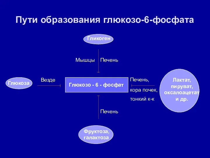 Пути образования глюкозо-6-фосфата Глюкозо - 6 - фосфат Глюкоза Гликоген