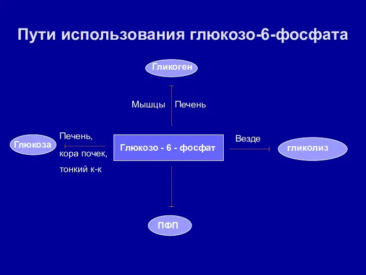 Пути использования глюкозо-6-фосфата Глюкозо - 6 - фосфат Глюкоза Гликоген