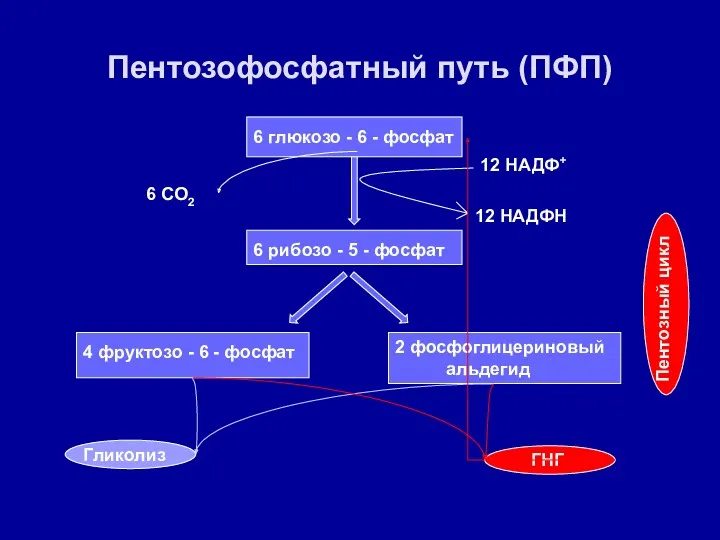 Пентозофосфатный путь (ПФП) 6 глюкозо - 6 - фосфат 6