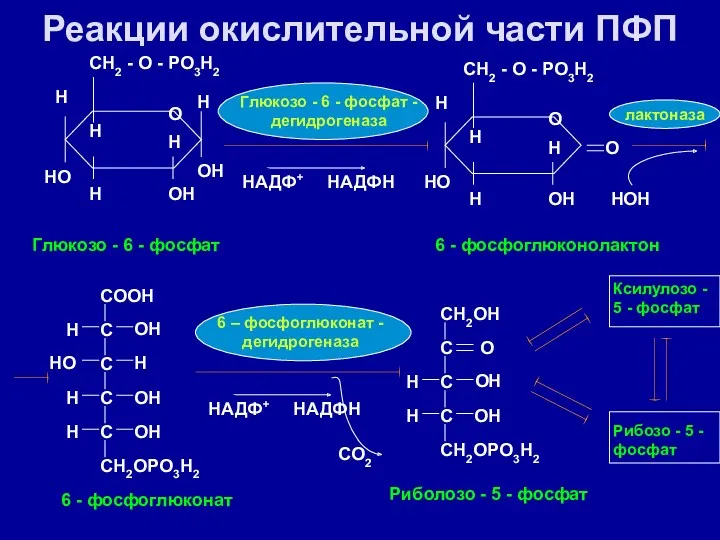 Реакции окислительной части ПФП O H OH H OH H