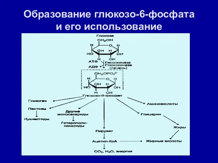 Образование глюкозо-6-фосфата и его использование