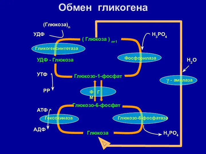 Обмен гликогена Глюкоза Глюкозо-6-фосфат Глюкозо-1-фосфат ( Глюкоза ) n+1 АТФ