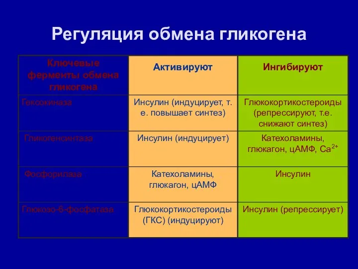 Регуляция обмена гликогена