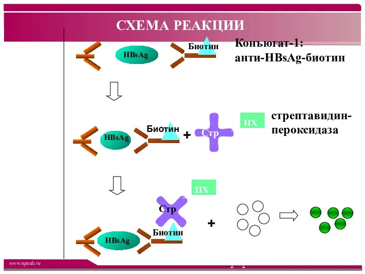 Конъюгат-1: анти-HBsAg-биотин Монокло-нальные антитела к HBsAg + ПХ Стр стрептавидин-пероксидаза