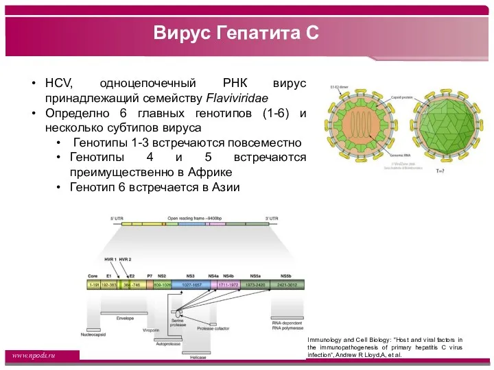 Вирус Гепатита С HCV, одноцепочечный РНК вирус принадлежащий семейству Flaviviridae