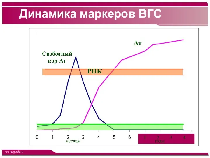 Динамика маркеров ВГС