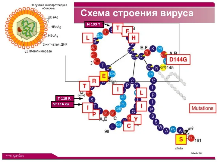 Схема строения вируса M 133 T Т 118 R St 116 ns