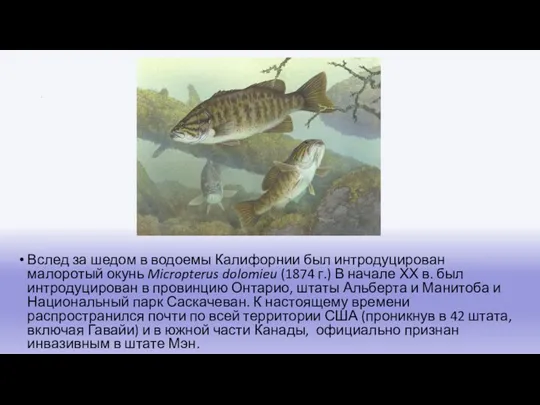 . Вслед за шедом в водоемы Калифорнии был интродуцирован малоротый окунь Micropterus dolomieu