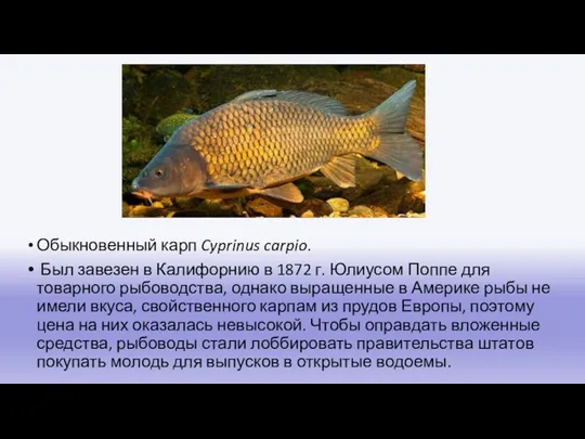 Обыкновенный карп Cyprinus carpio. Был завезен в Калифорнию в 1872 г. Юлиусом Поппе