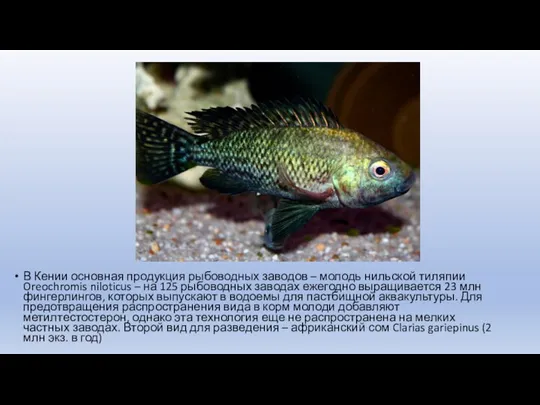 . В Кении основная продукция рыбоводных заводов – молодь нильской тиляпии Oreochromis niloticus