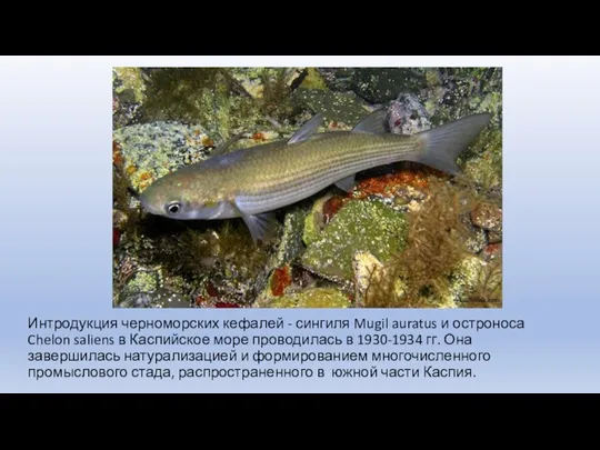 Интродукция черноморских кефалей - сингиля Mugil auratus и остроноса Chelon saliens в Каспийское