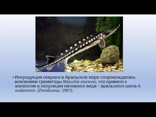 . Интродукция севрюги в Аральское море сопровождалась вселением трематоды Nitzschia sturionis, что привело