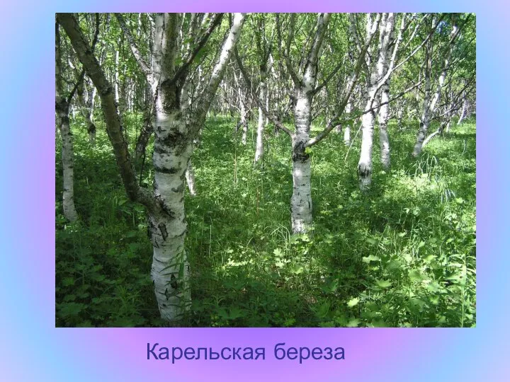 Карельская береза