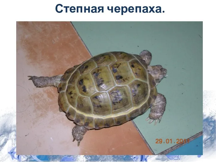 Степная черепаха.