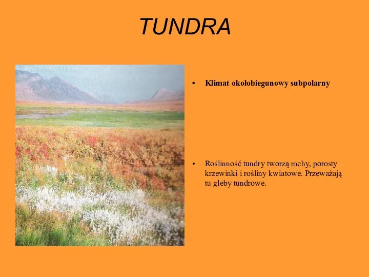 TUNDRA Klimat okołobiegunowy subpolarny Roślinność tundry tworzą mchy, porosty krzewinki
