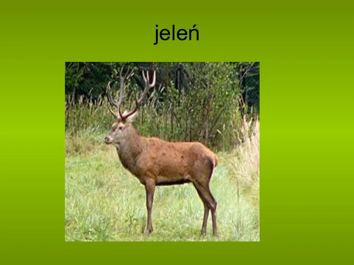 jeleń