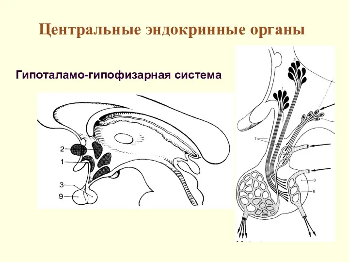 Центральные эндокринные органы Гипоталамо-гипофизарная система