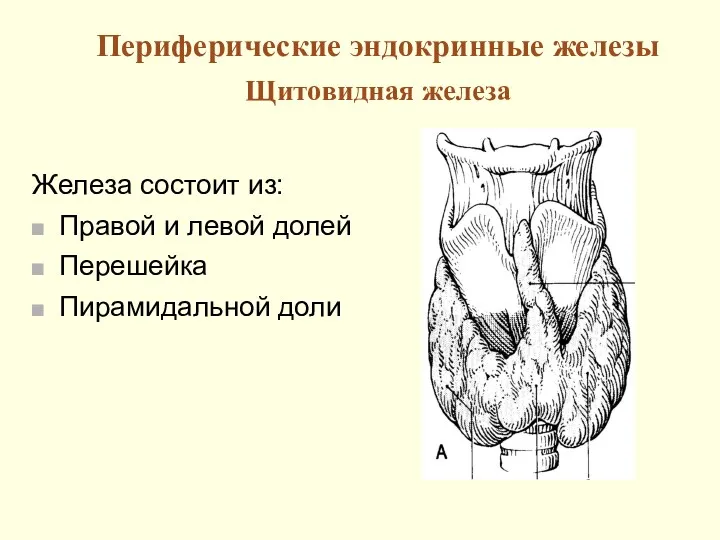 Периферические эндокринные железы Щитовидная железа Железа состоит из: Правой и левой долей Перешейка Пирамидальной доли