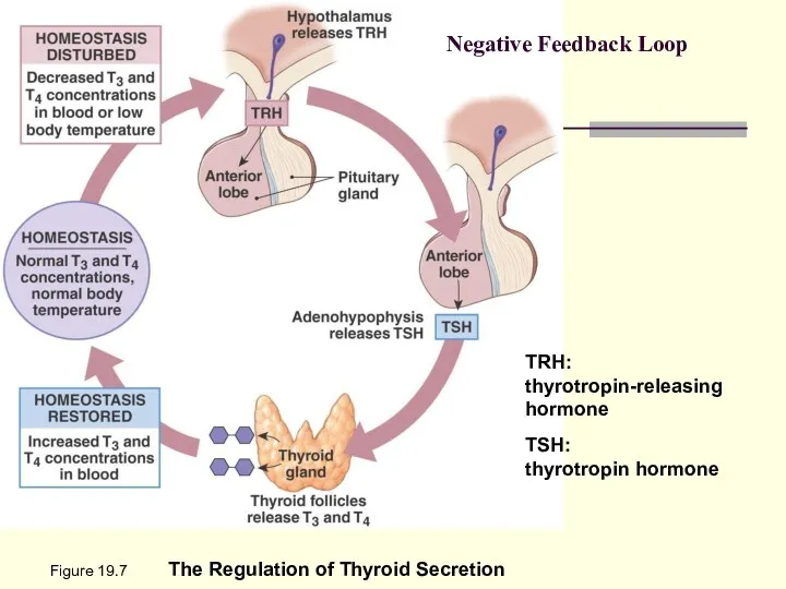 Figure 19.7 The Regulation of Thyroid Secretion Negative Feedback Loop TRH: thyrotropin-releasing hormone TSH: thyrotropin hormone