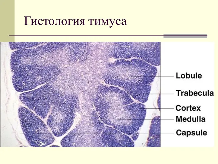 Гистология тимуса