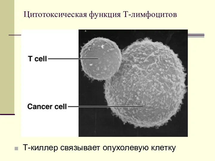 Цитотоксическая функция Т-лимфоцитов Т-киллер связывает опухолевую клетку