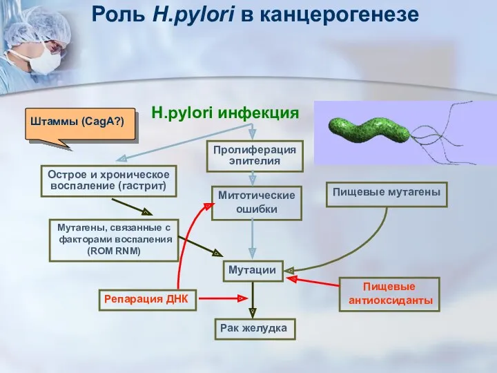 Пролиферация эпителия Митотические ошибки Рак желудка Острое и хроническое воспаление