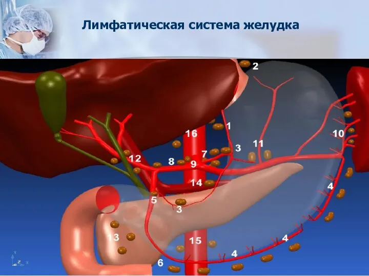 Лимфатическая система желудка