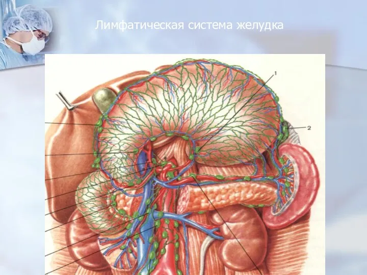 Лимфатическая система желудка