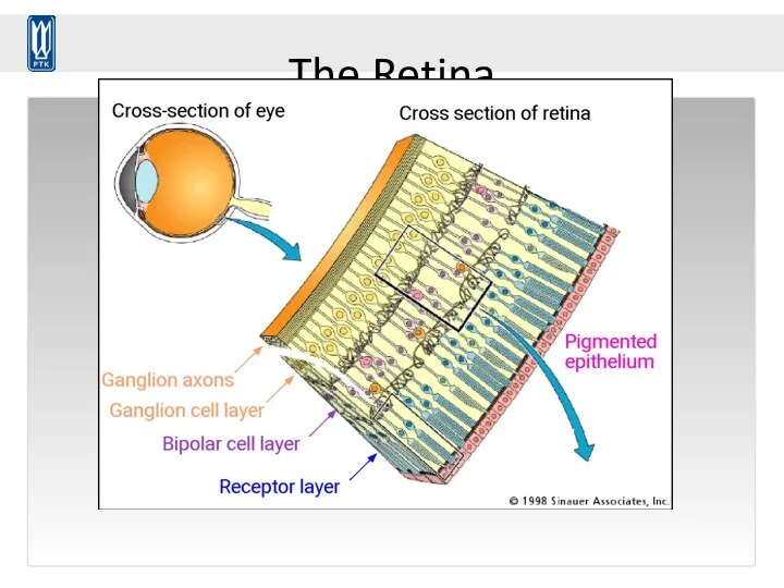 The Retina